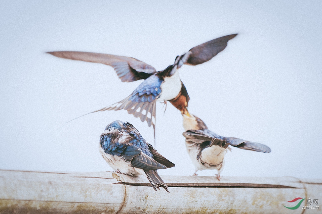 苏州阳澄湖边拍到的燕子