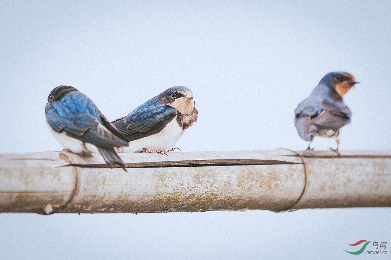 苏州阳澄湖边拍到的燕子
