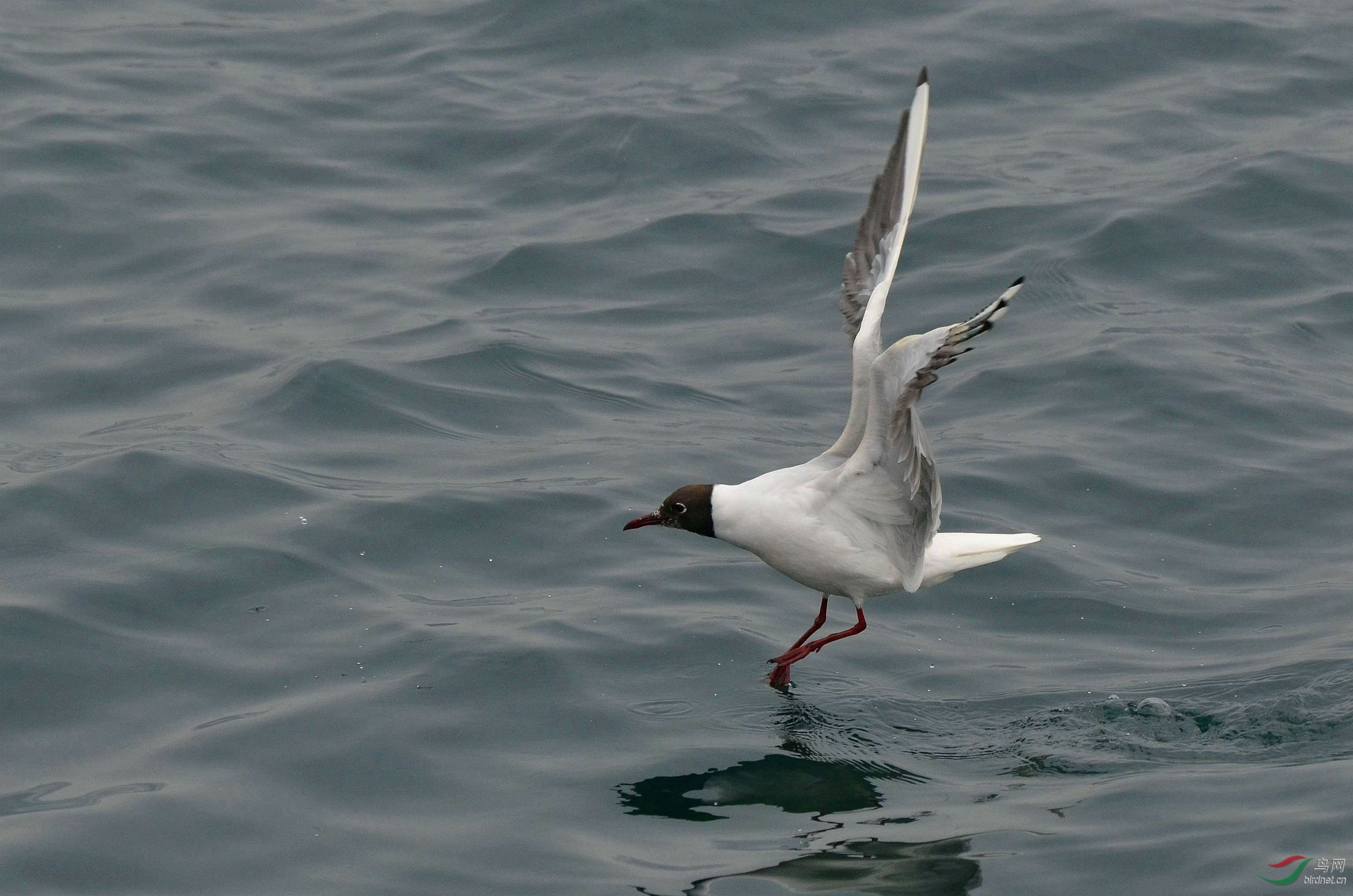 黑头海鸥