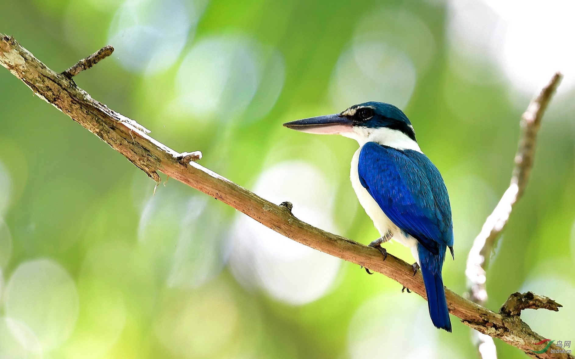 阳光下的白领翡翠!