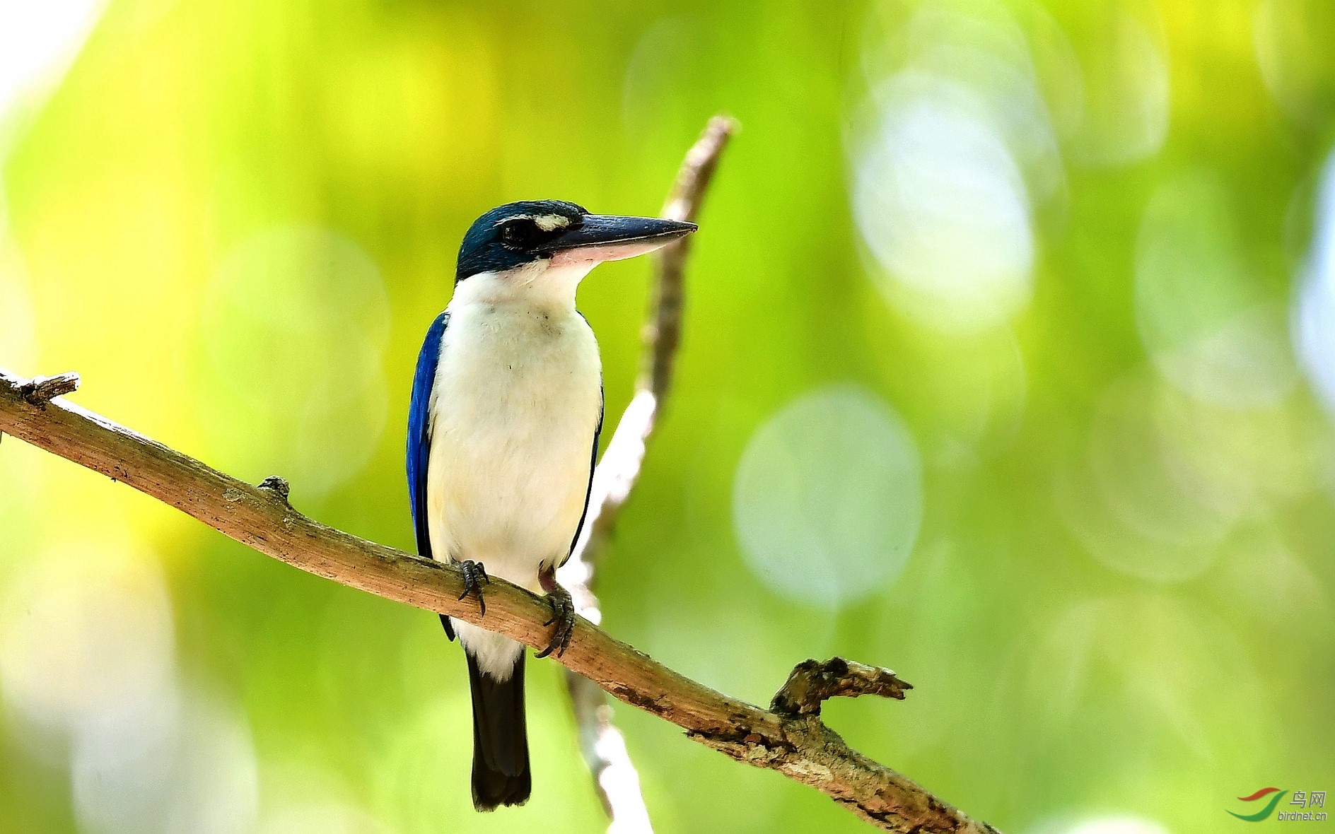 阳光下的白领翡翠!
