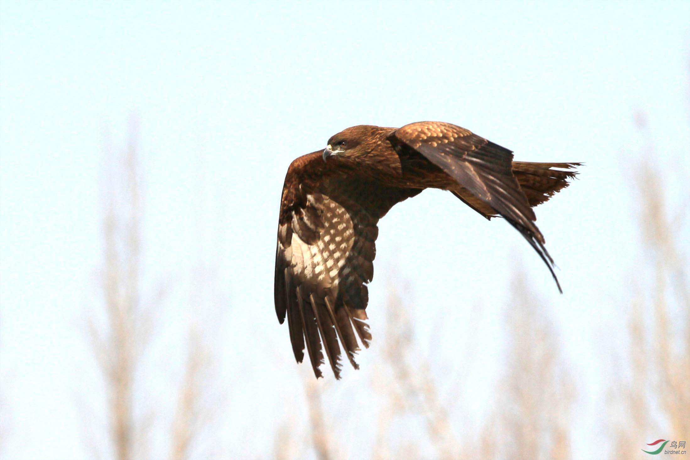 深色老雕从我眼前飞过