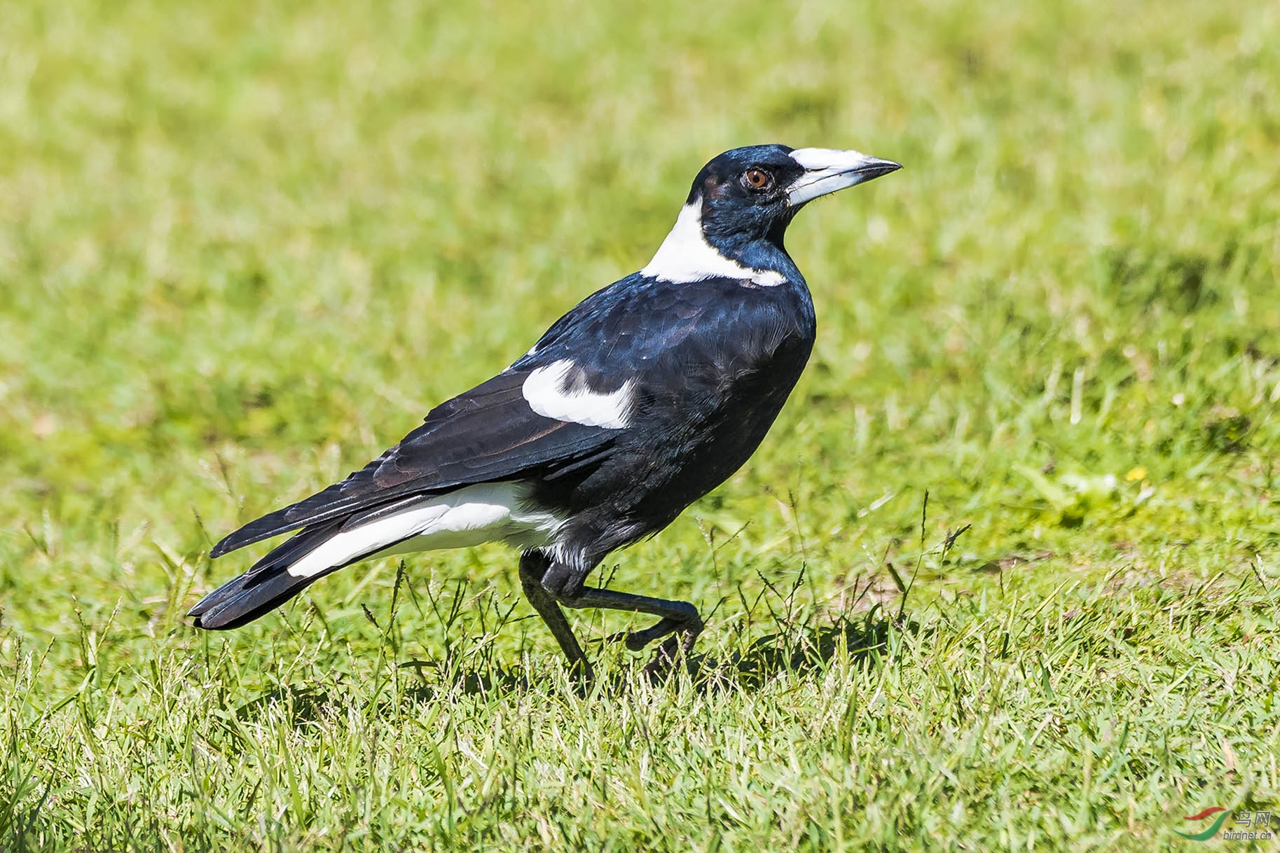 澳大利亚鹊鹨鸟