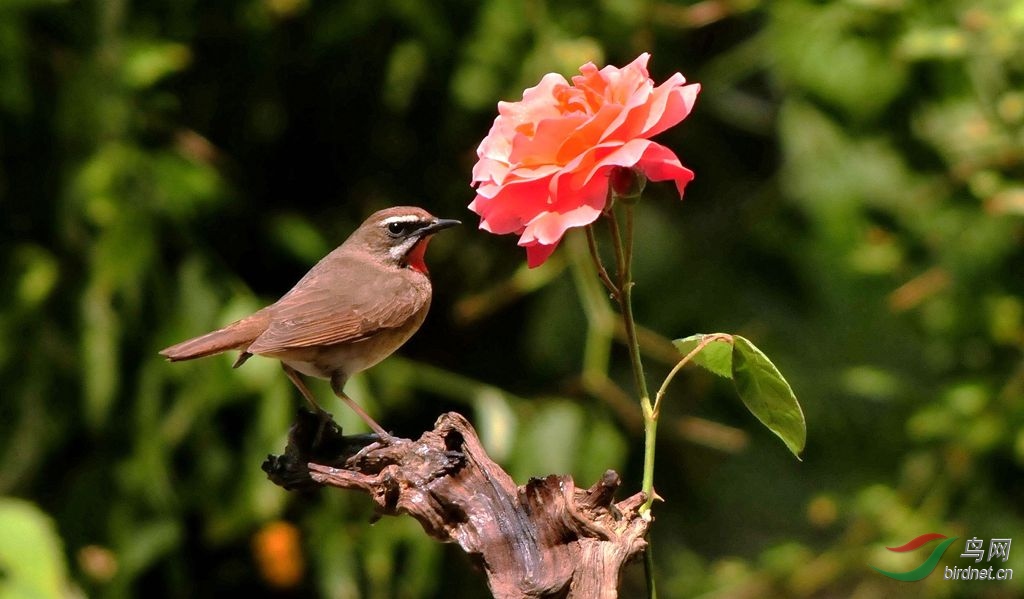 红点颏戏月季 (2017)