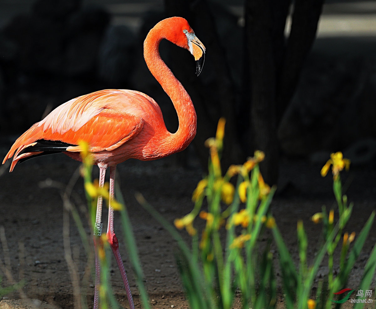 火烈鸟