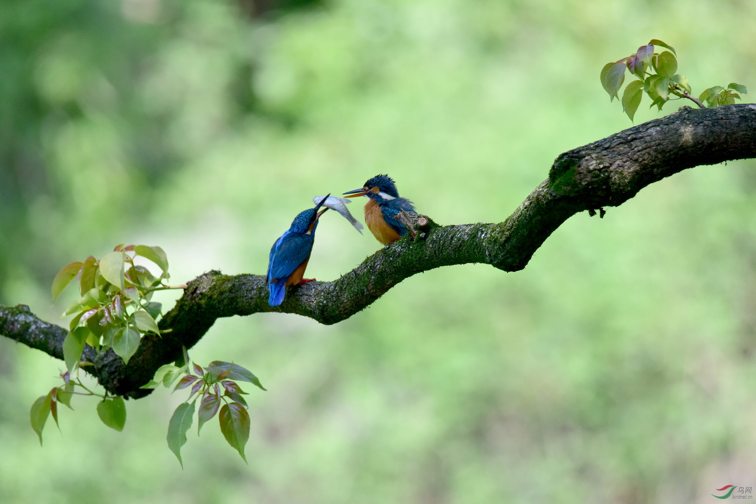 DSC_4650.JPG