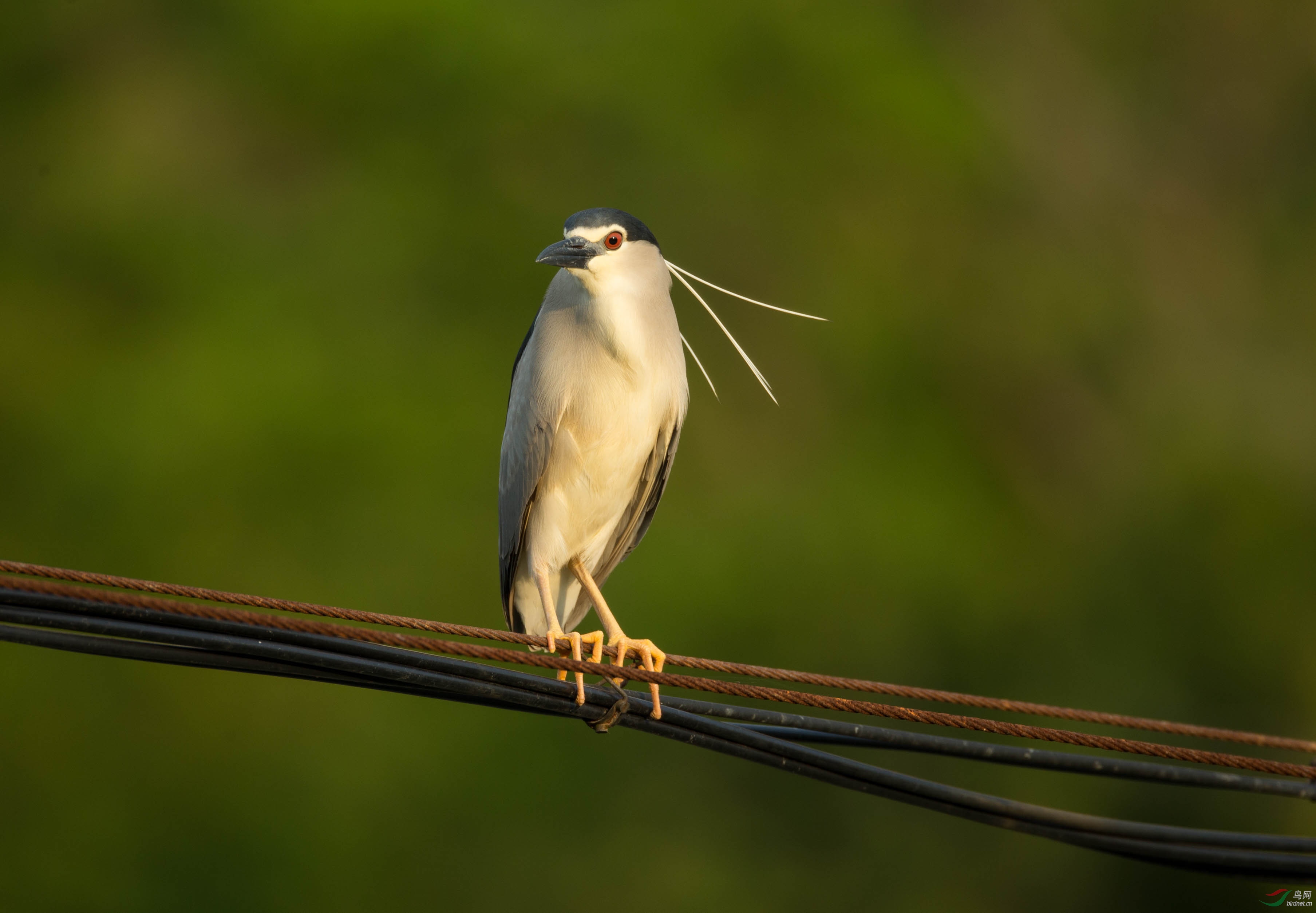 顺光拍摄夜鹭学名nycticoraxnycticorax