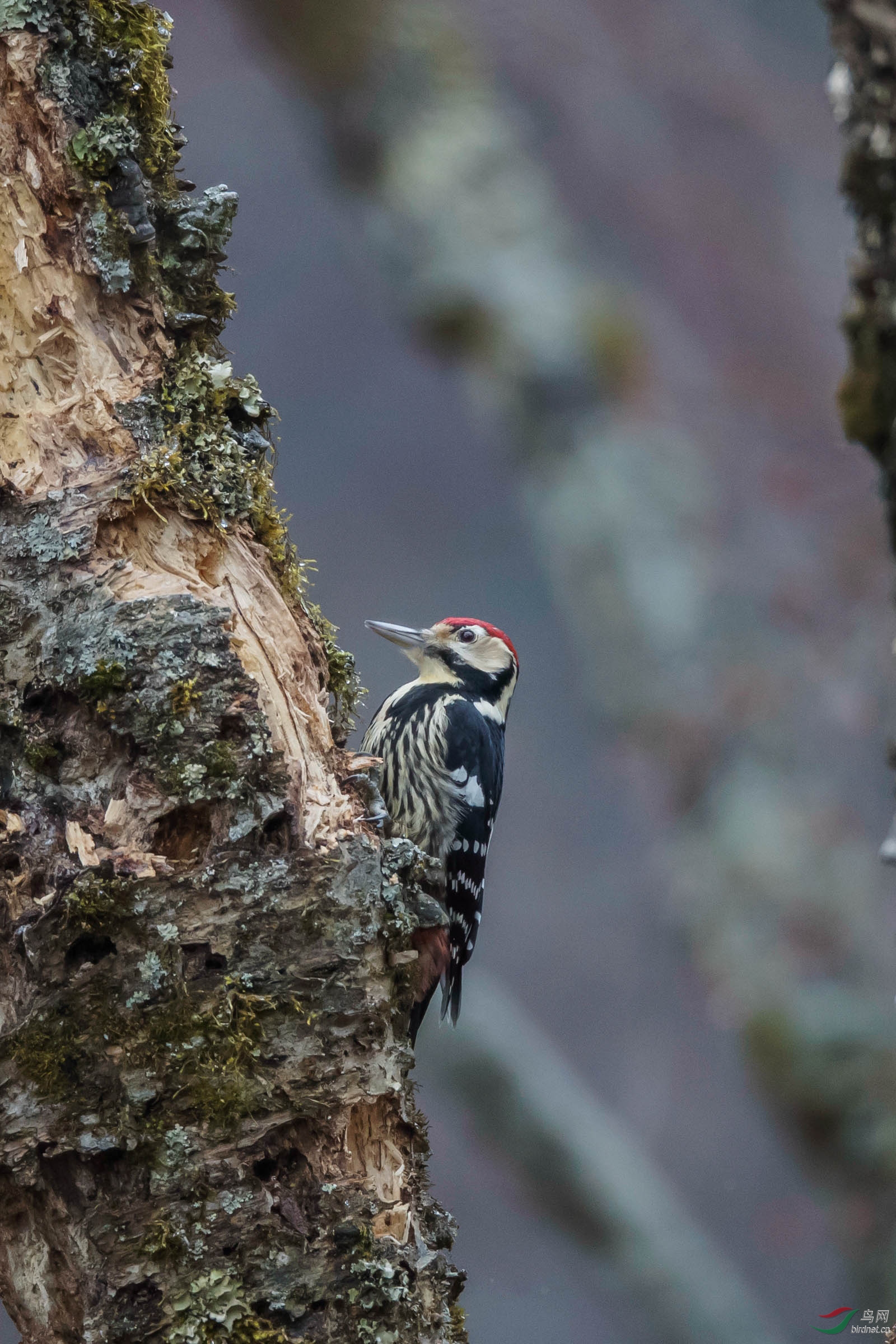 纹胸啄木鸟
