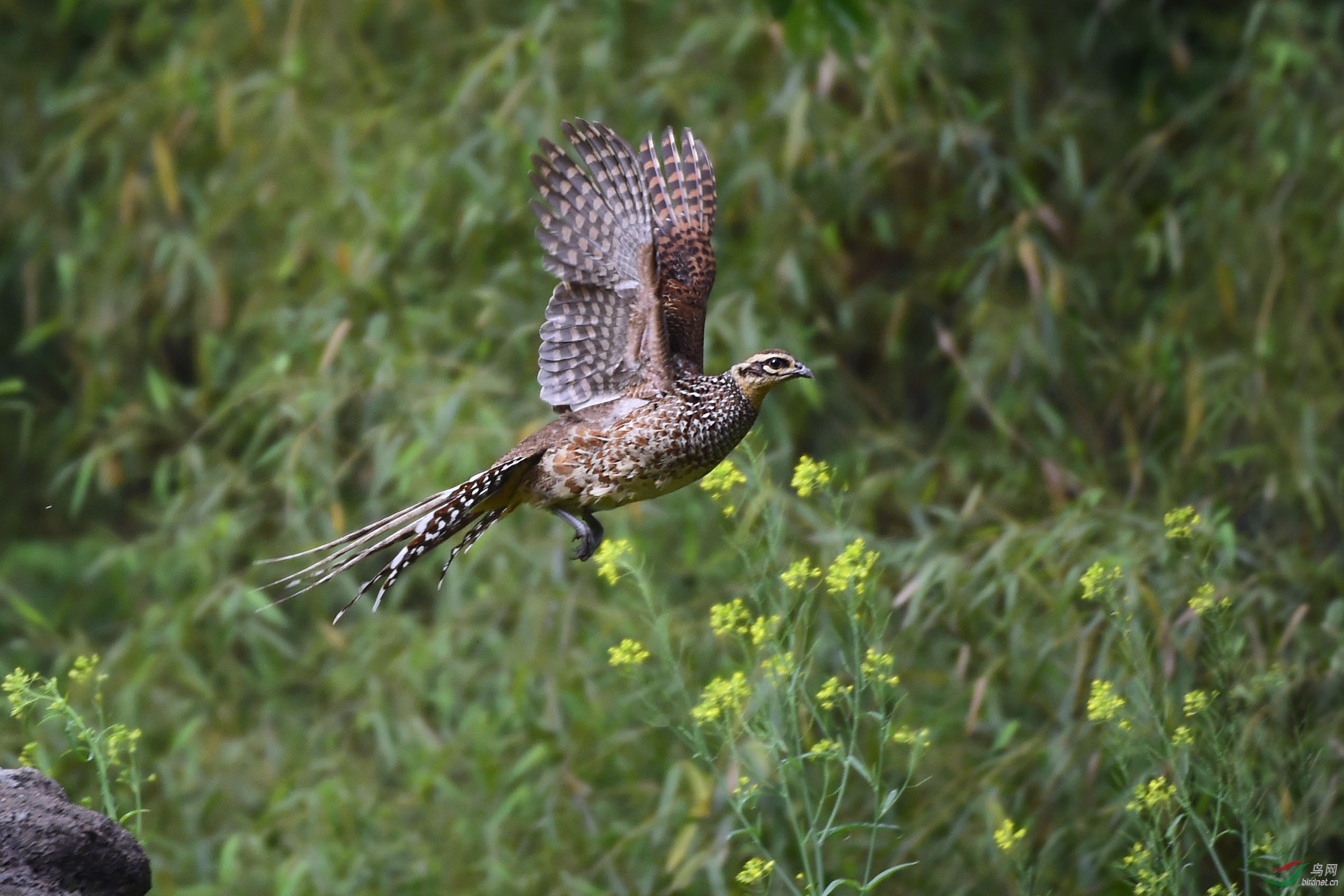 白冠长尾雉(雌)