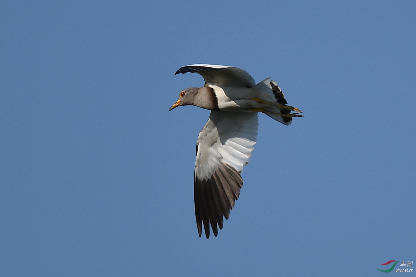 蓝天下自由飞翔的鸟儿