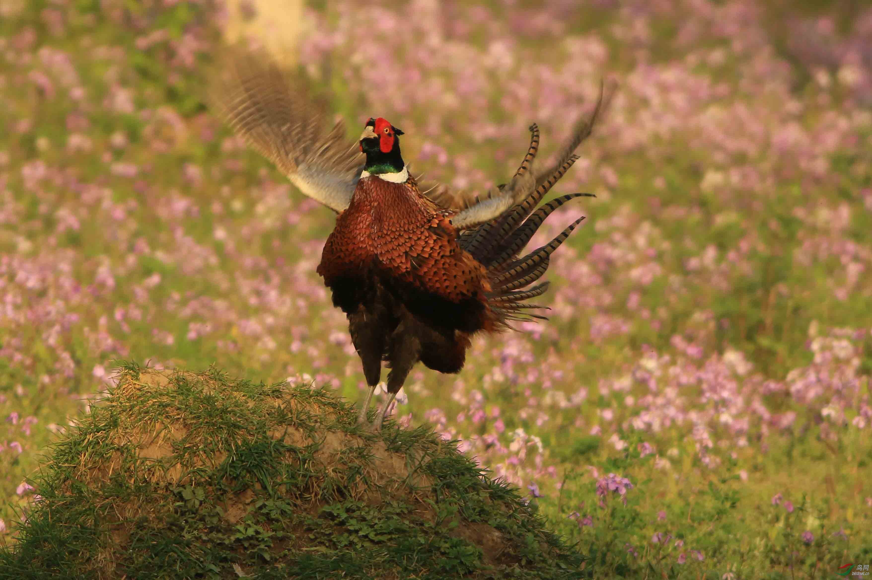 雉鸡展翅