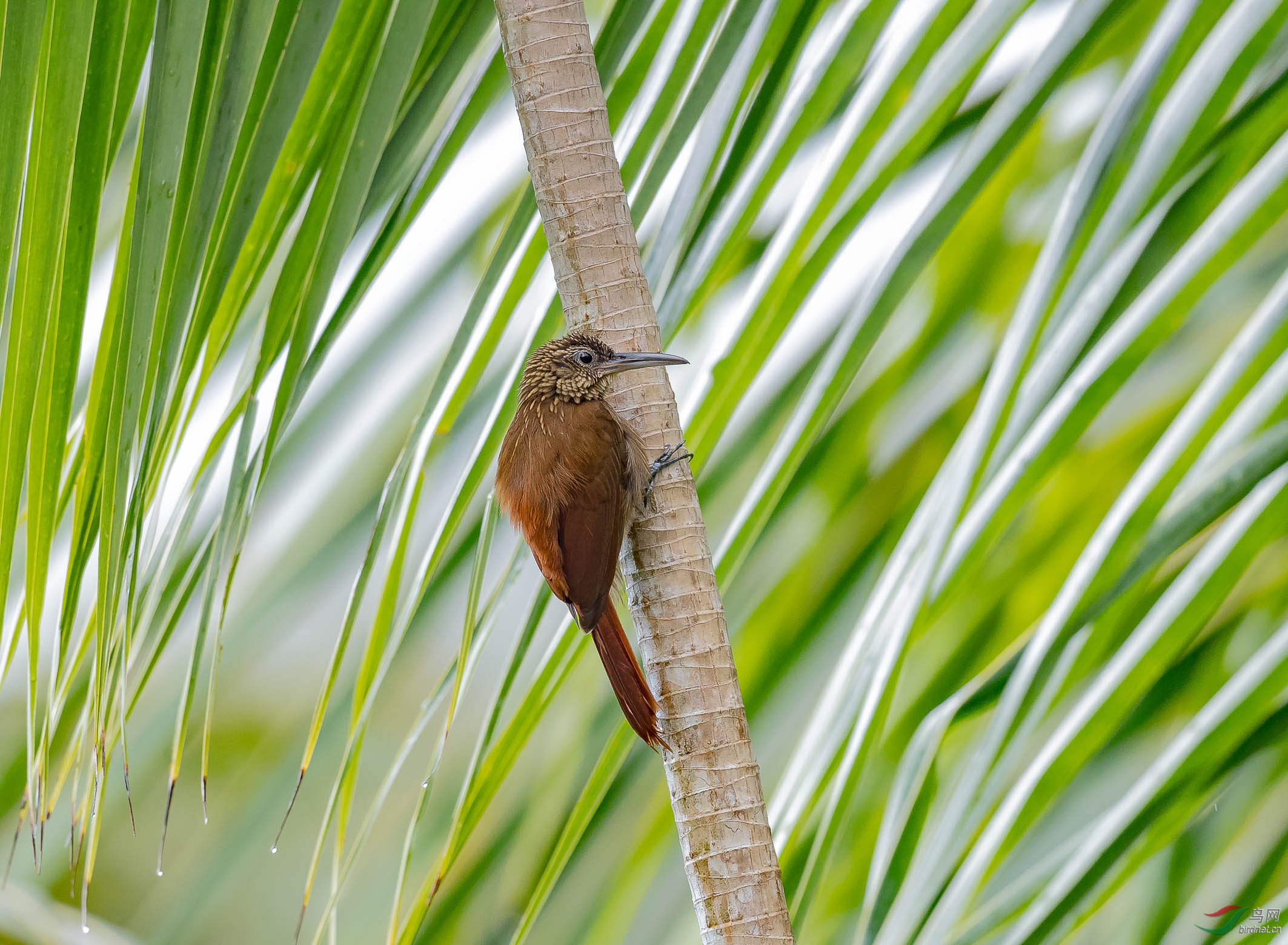 treecreeper和啄木鸟比较类似但又不同