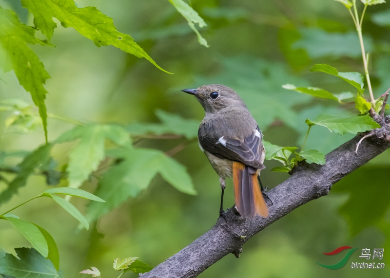 小旋风北红尾鸲