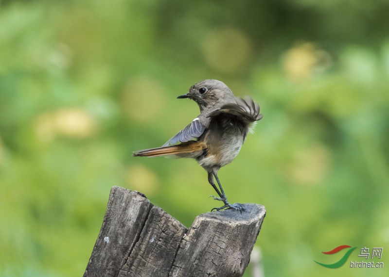 小旋风北红尾鸲