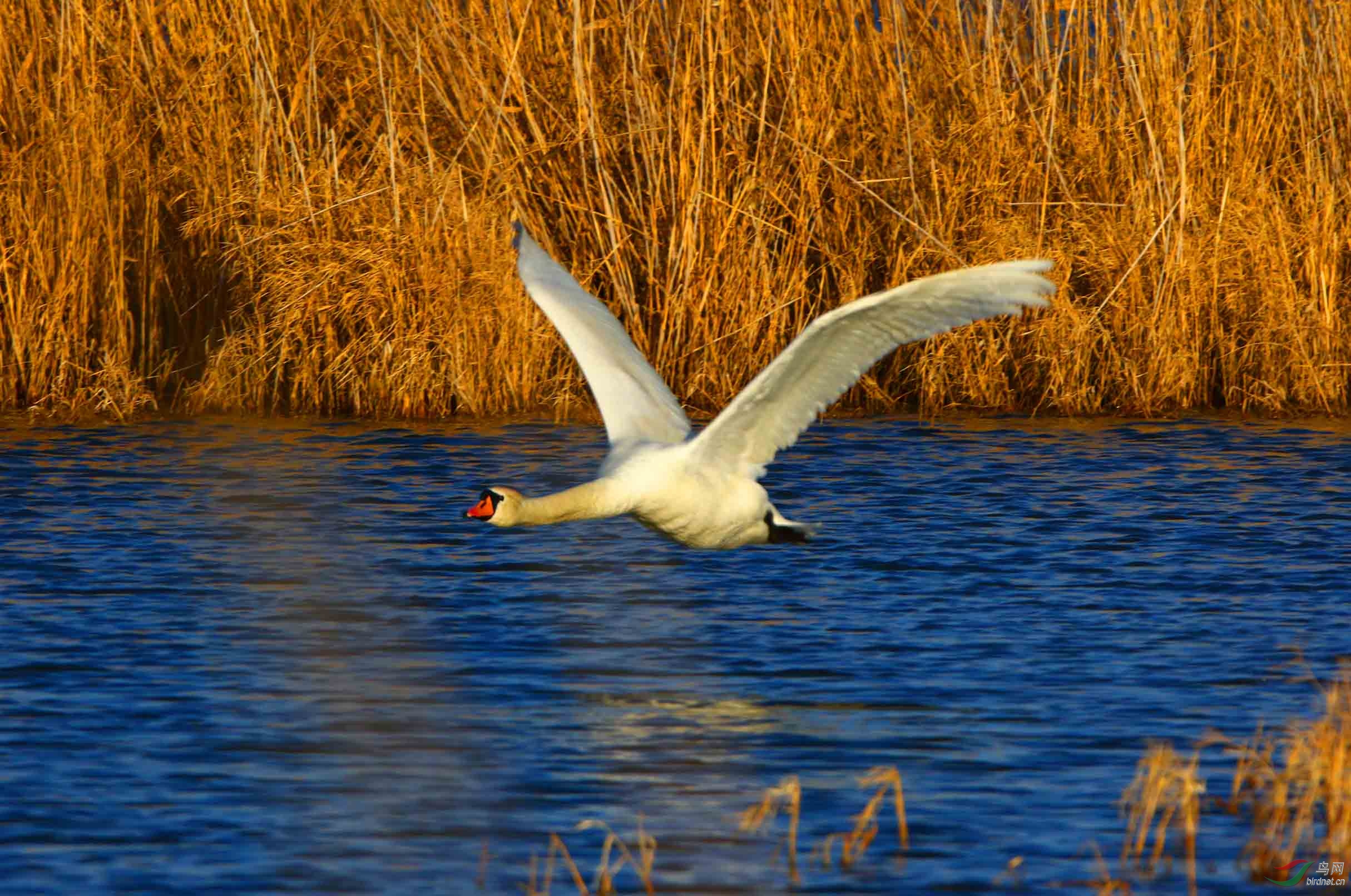 疣鼻天鹅自由飞翔
