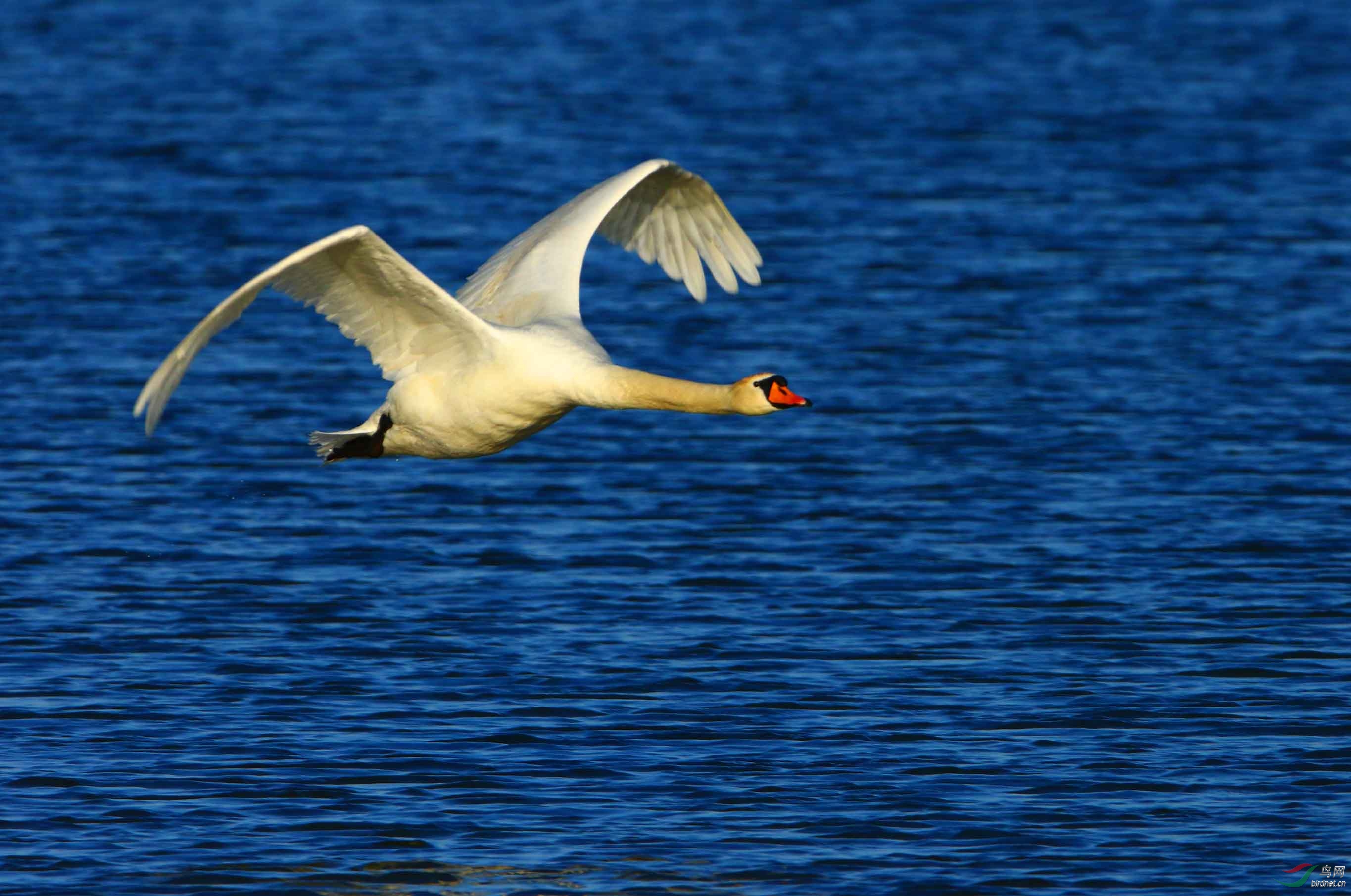 疣鼻天鹅自由飞翔