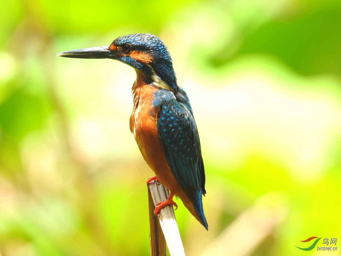 С���ͷ�գ�����6��