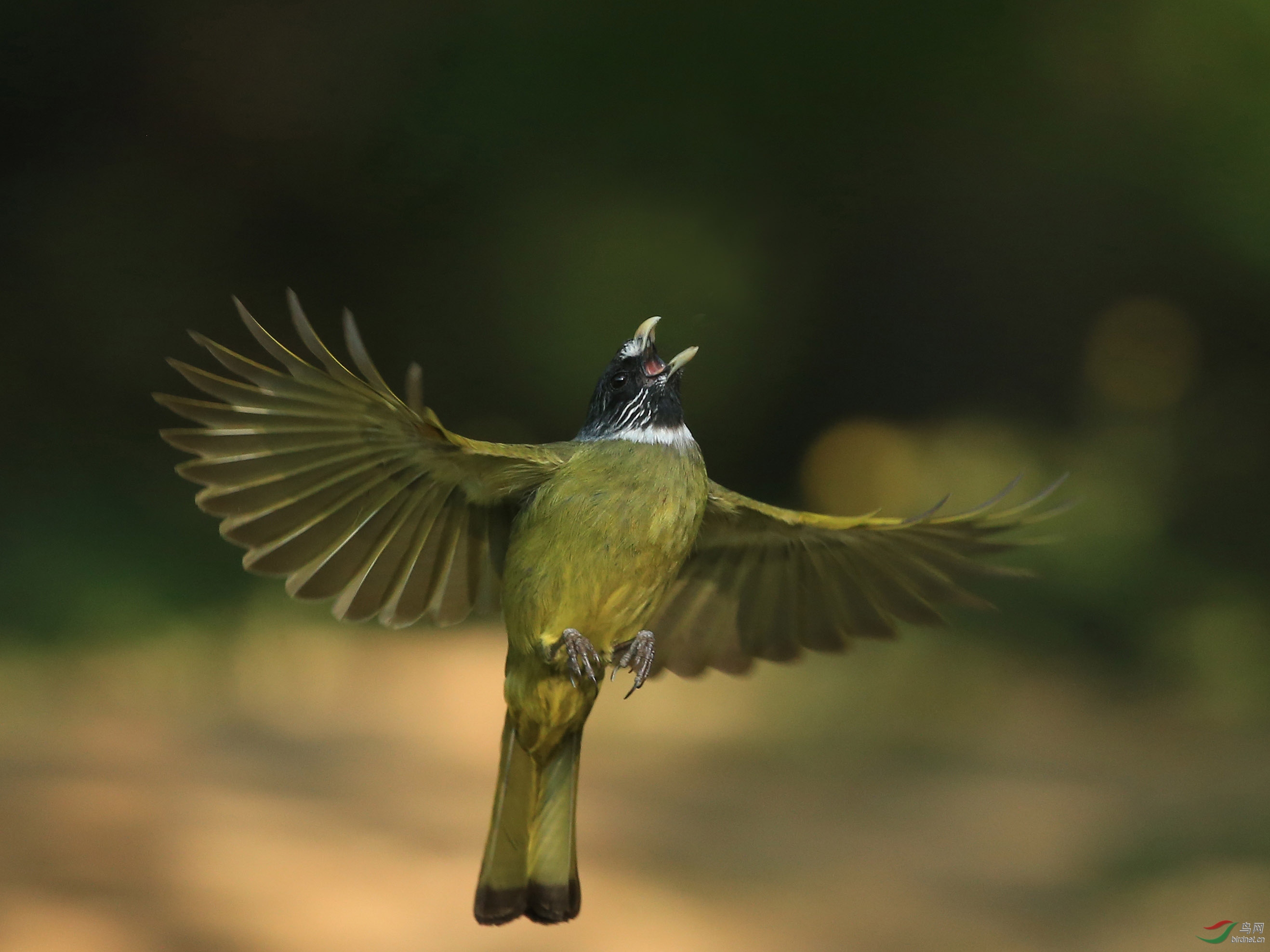 林鸟领雀嘴鹎南植