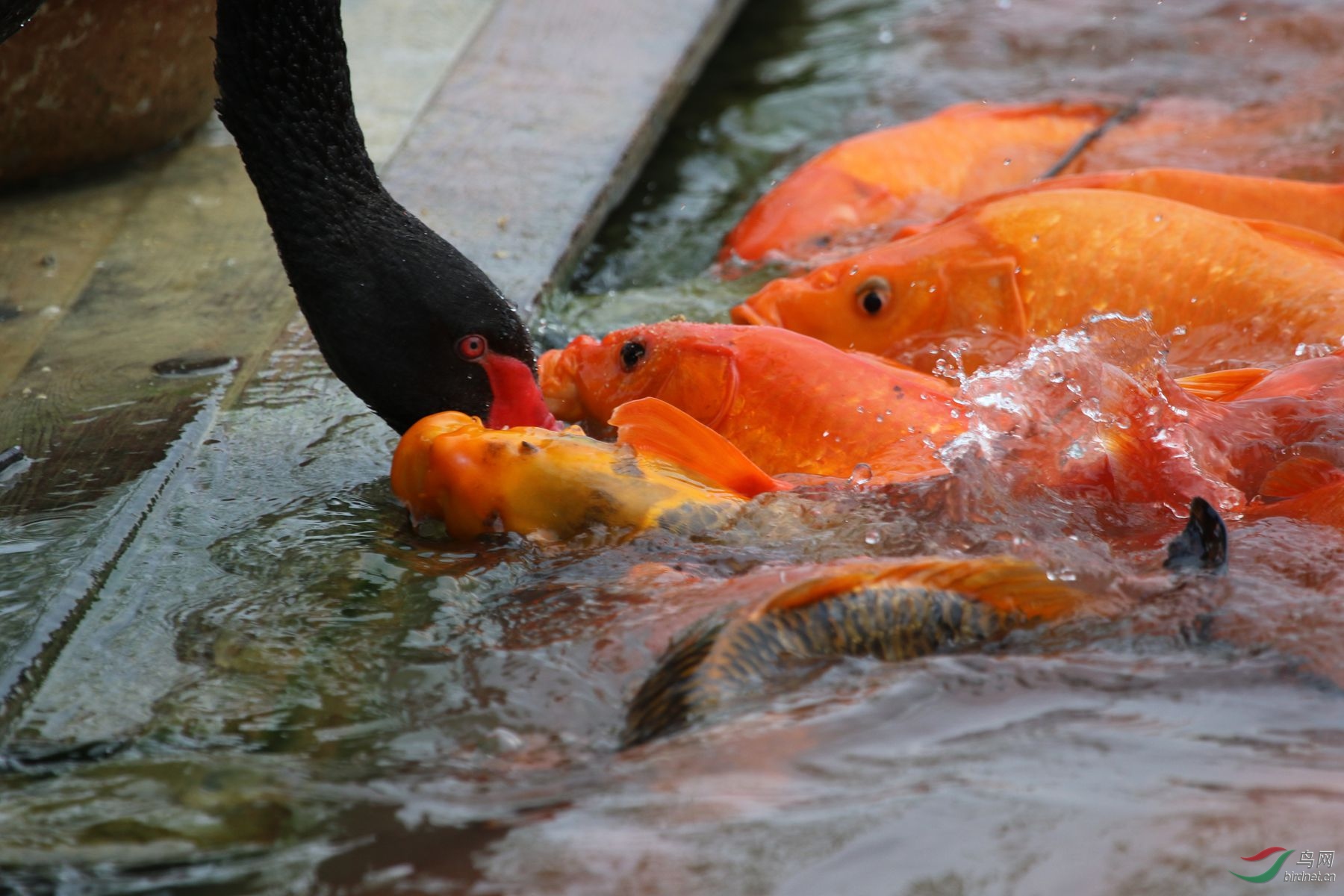黑天鹅喂金鱼