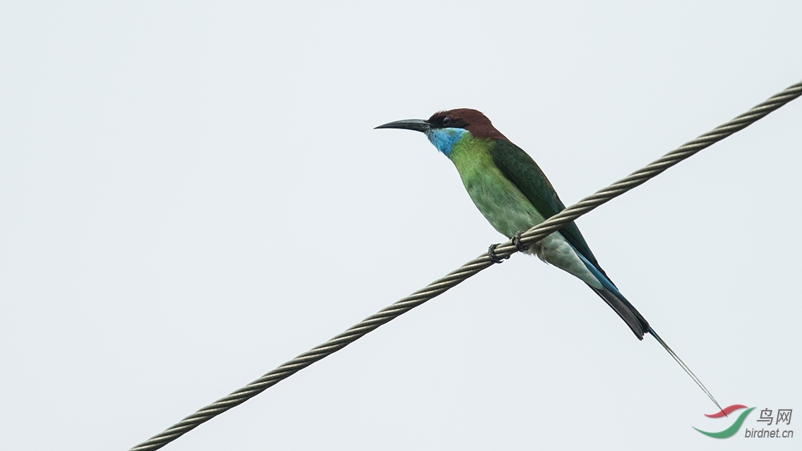 DSC_2518-1.jpg