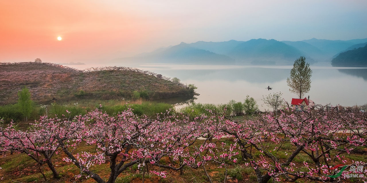 在那桃花盛开的地方