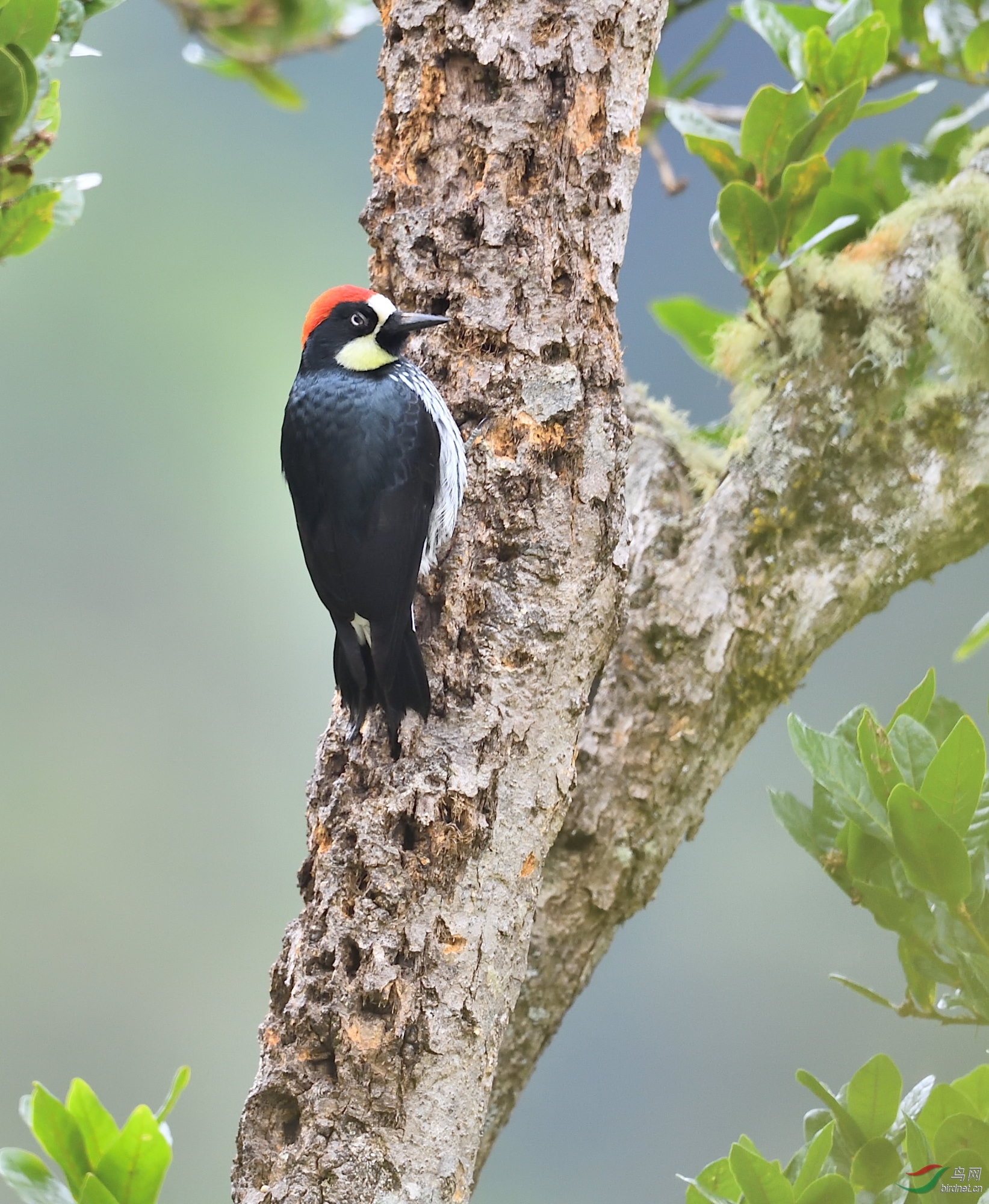 橡树啄木鸟