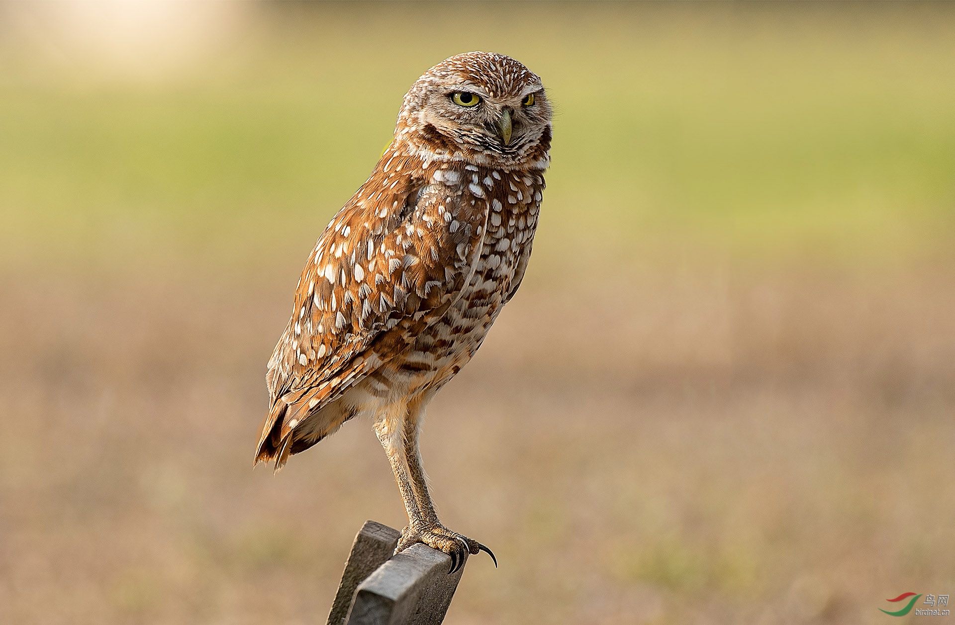 穴小鸮 burrowing owl