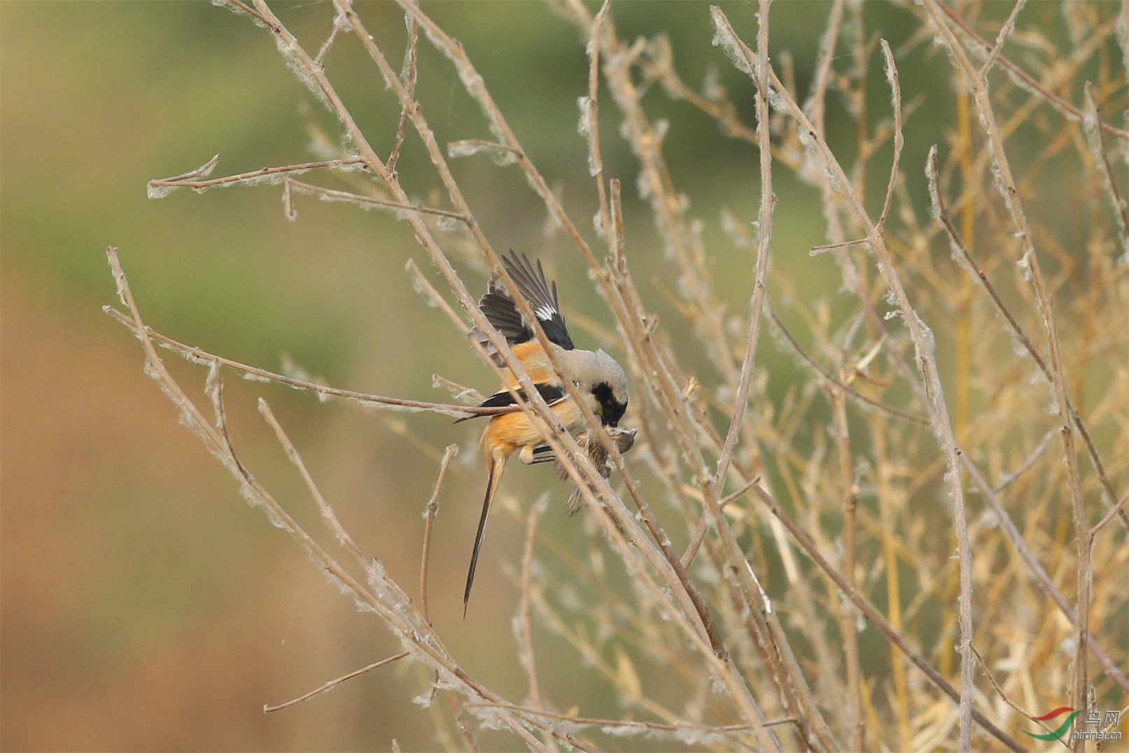 伯劳逮住了一只小麻雀