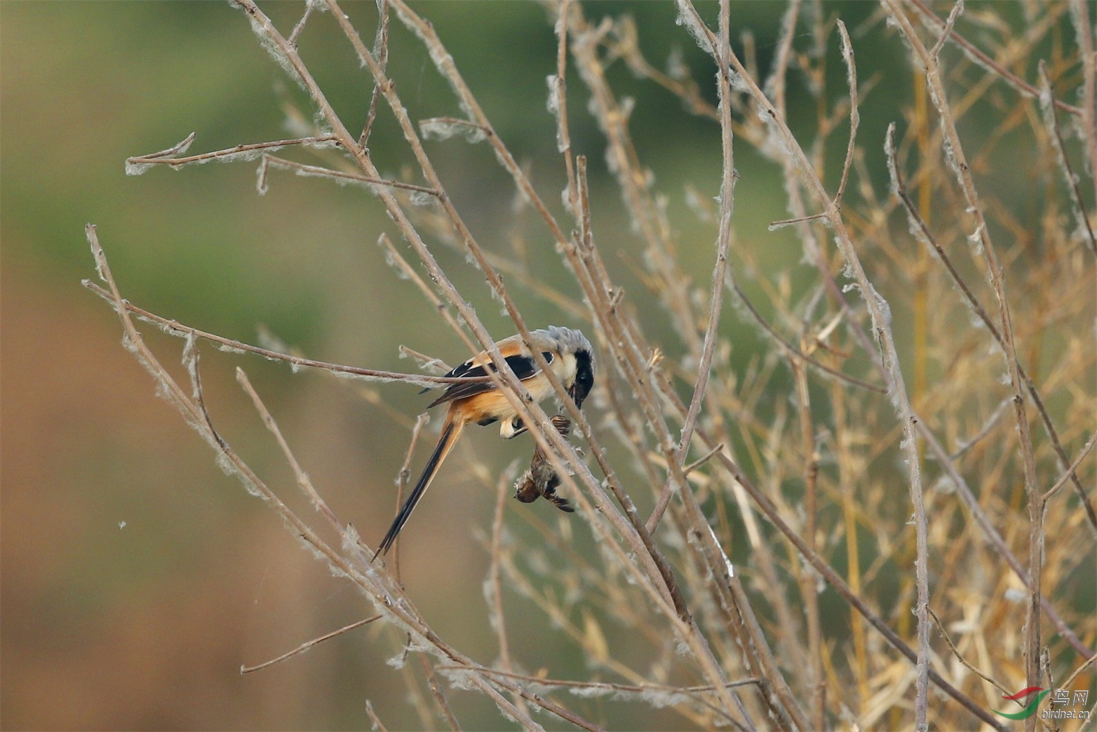 伯劳逮住了一只小麻雀