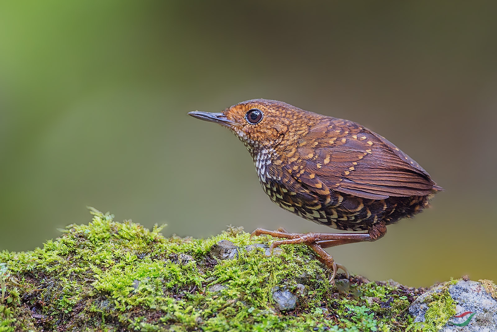 鳞胸鹪鹛抓拍鳞胸鹪鹛荣获首页精华
