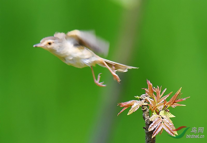 南岳第一峰春香树上舞翩翩