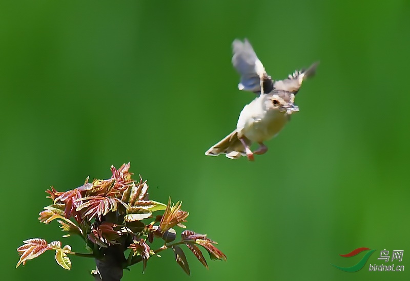 南岳第一峰春香树上舞翩翩