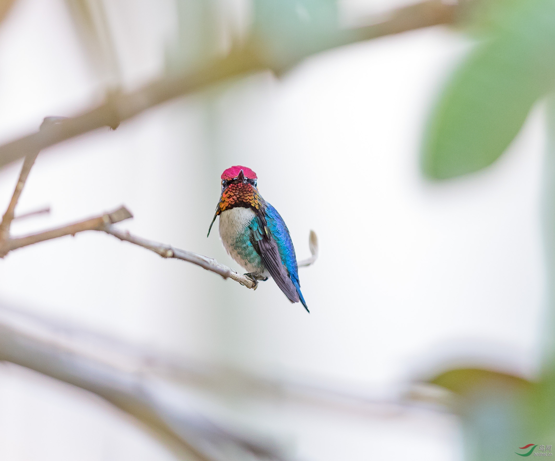 全世界最小的鸟古巴的beehummingbird
