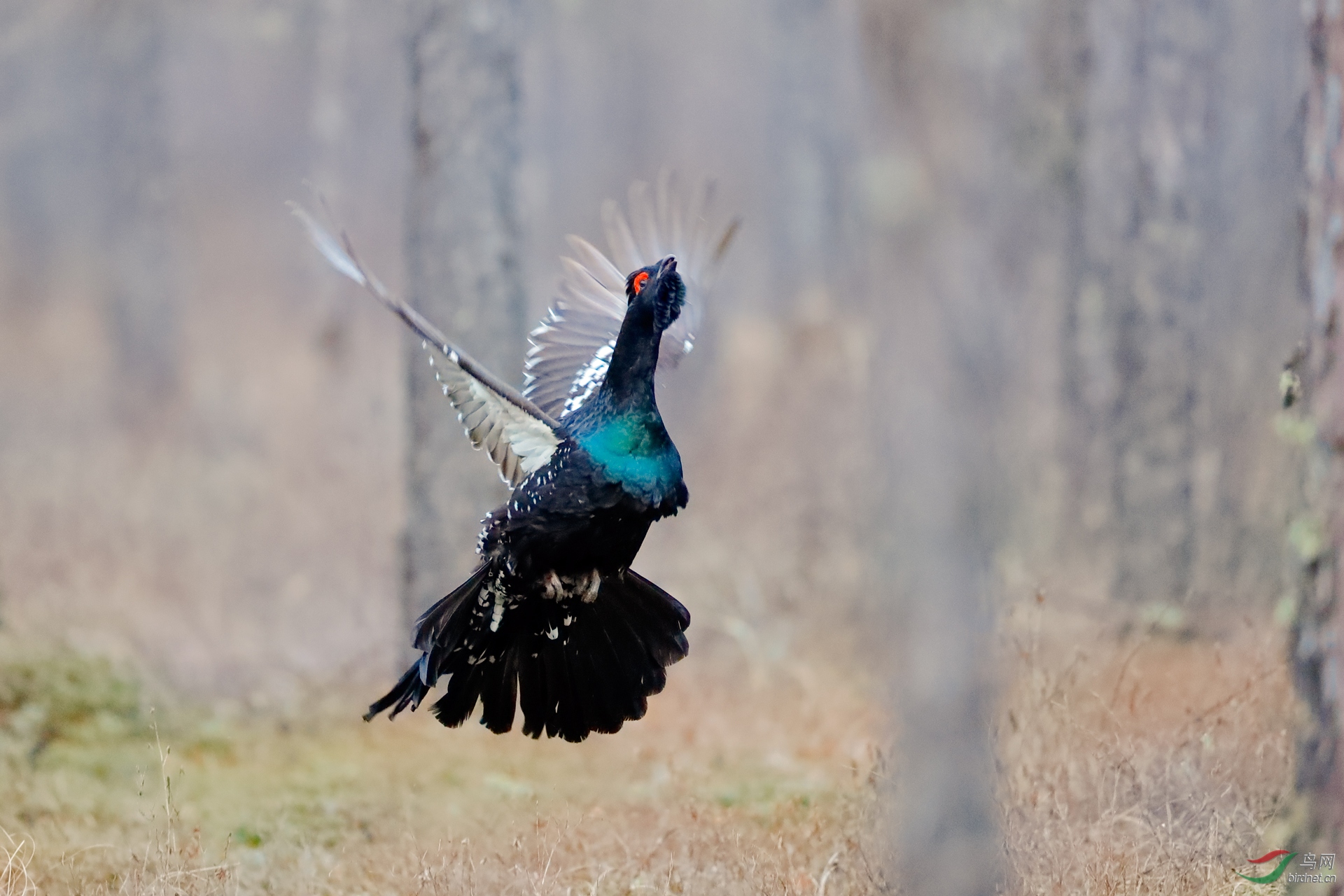 黑嘴松鸡黑嘴松鸡祝贺获首页精华