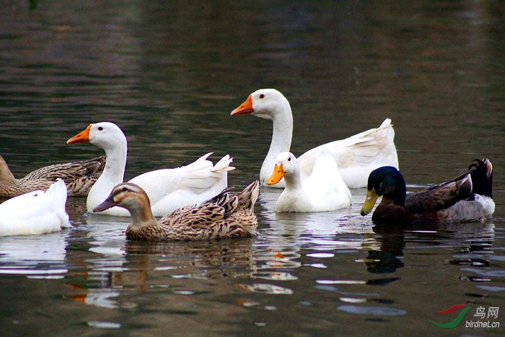 群鸭戏水