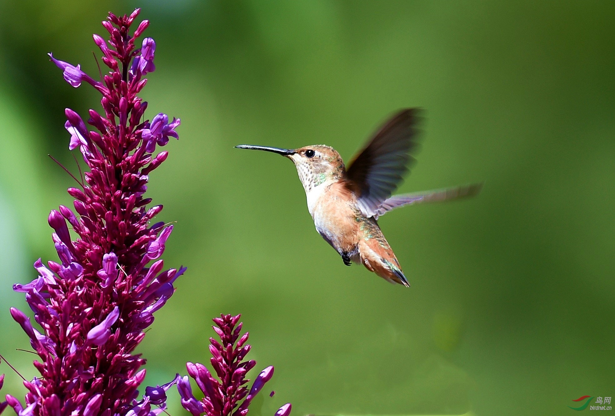 北美蜂鸟宽尾煌