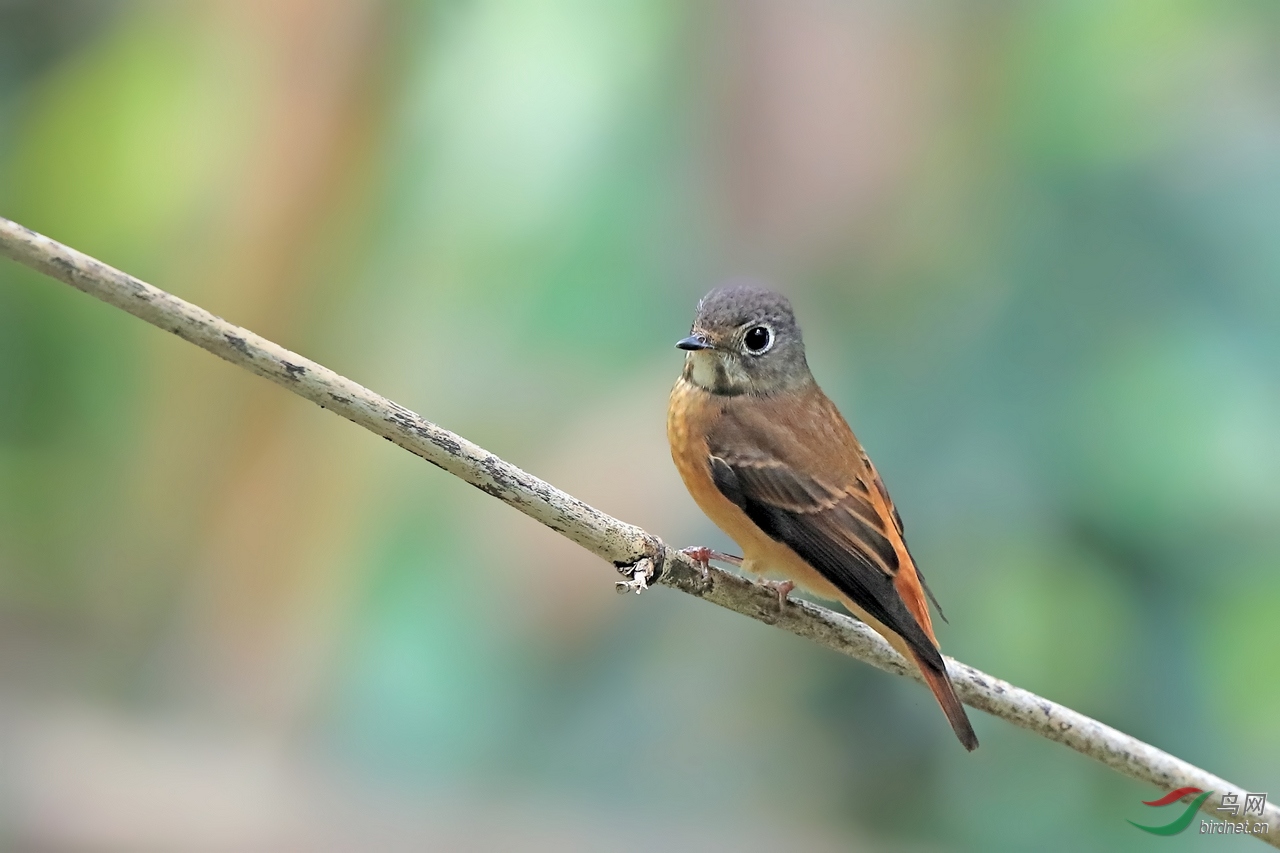 棕尾褐鹟的风采