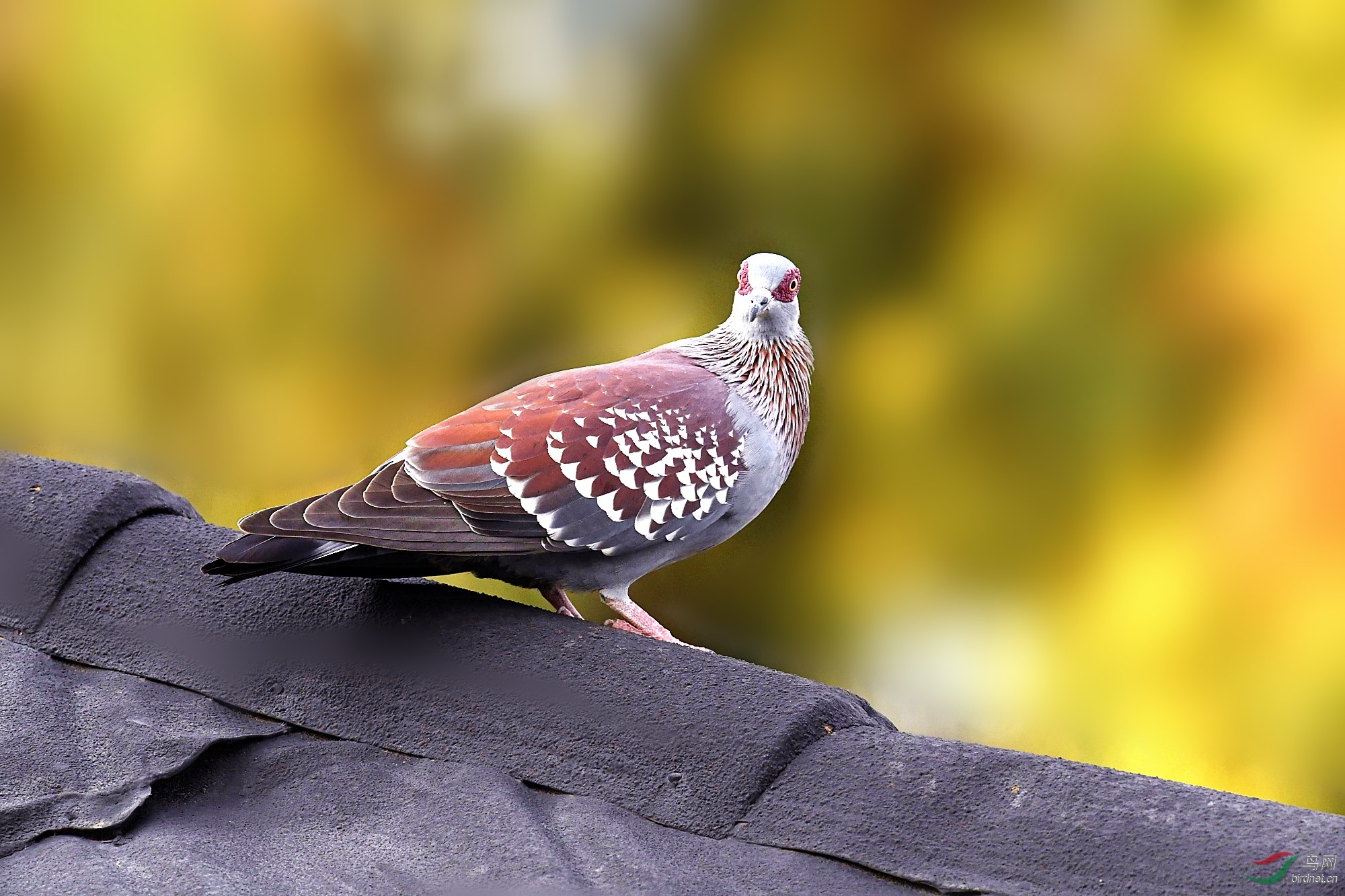 斑鸽点斑鸠哥贺荣获每日精华
