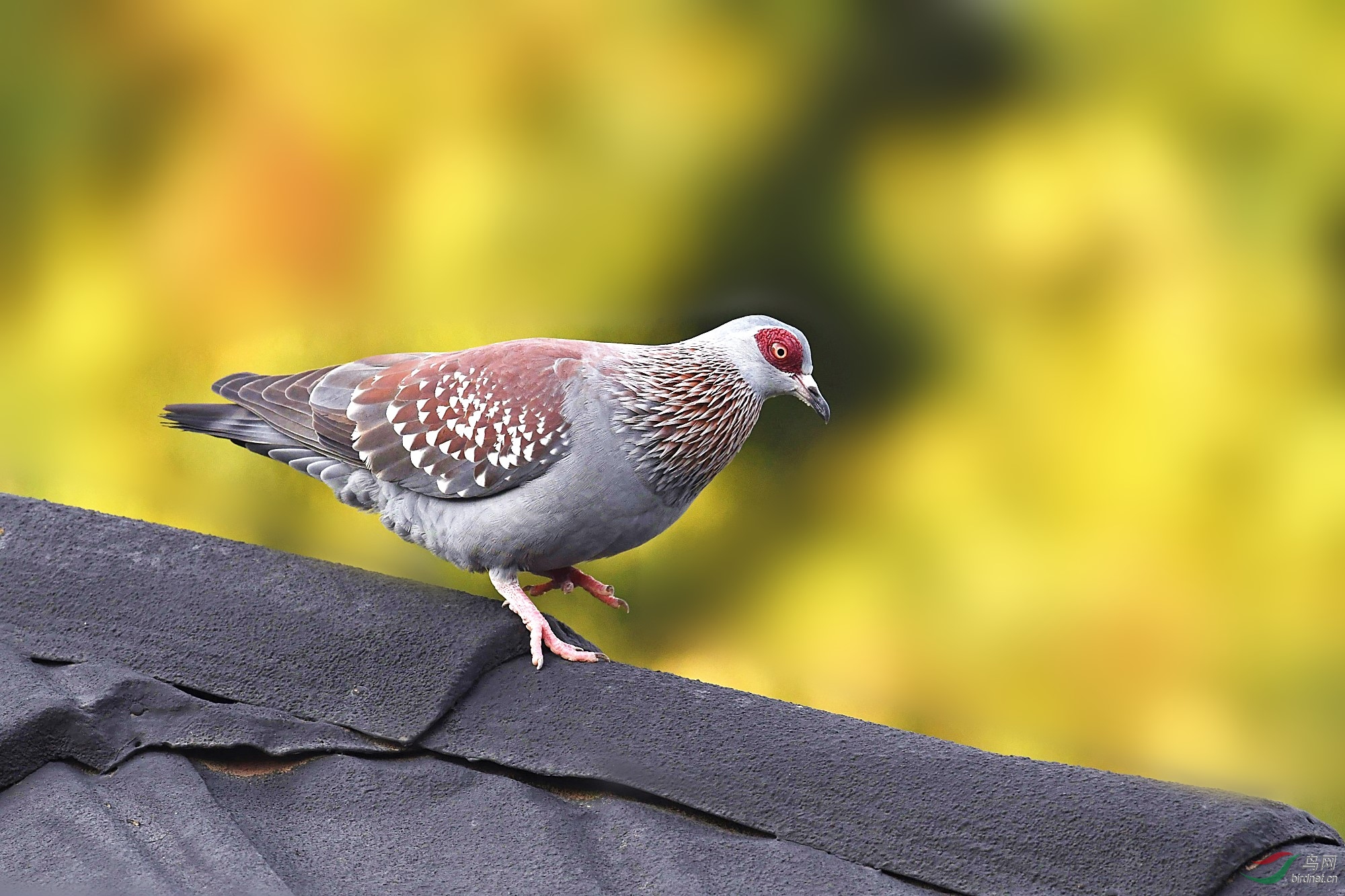 斑鸽点斑鸠哥贺荣获每日精华