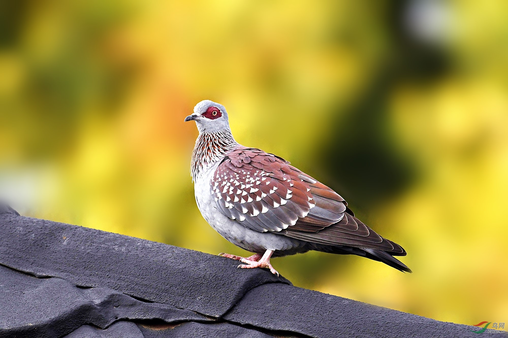斑鸽点斑鸠哥贺荣获每日精华