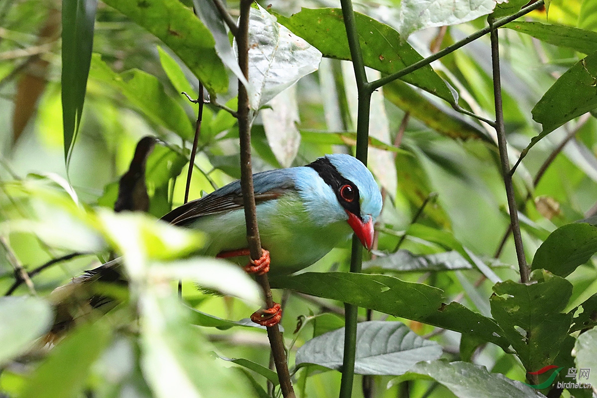 印支绿鹊 - 贵州版 guizhou 鸟网