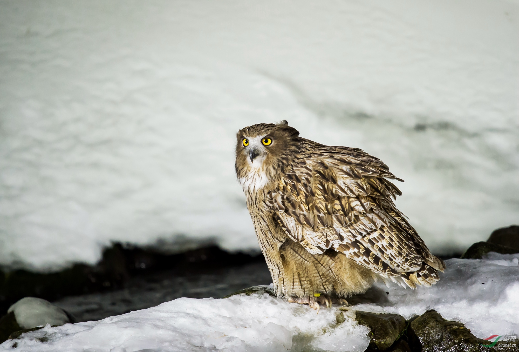 毛腿渔鸮.jpg