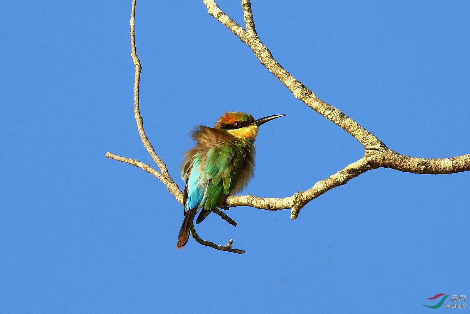 彩虹蜂虎秋阳暖照彩虹俏