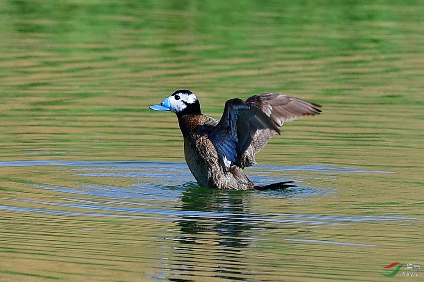 白头硬尾鸭展翅