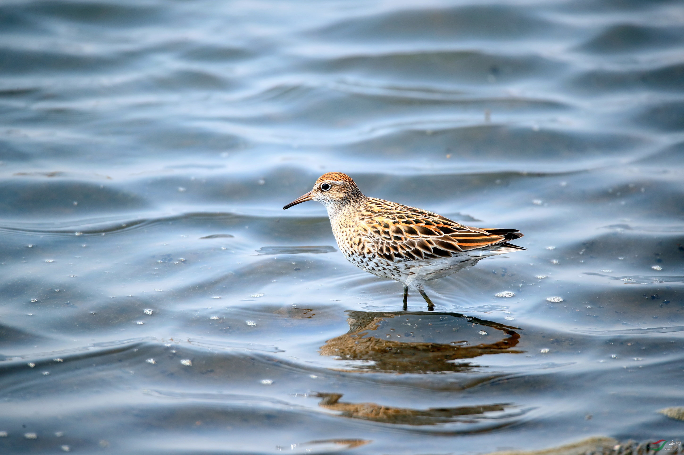 水中漫步 —— 尖尾滨鹬