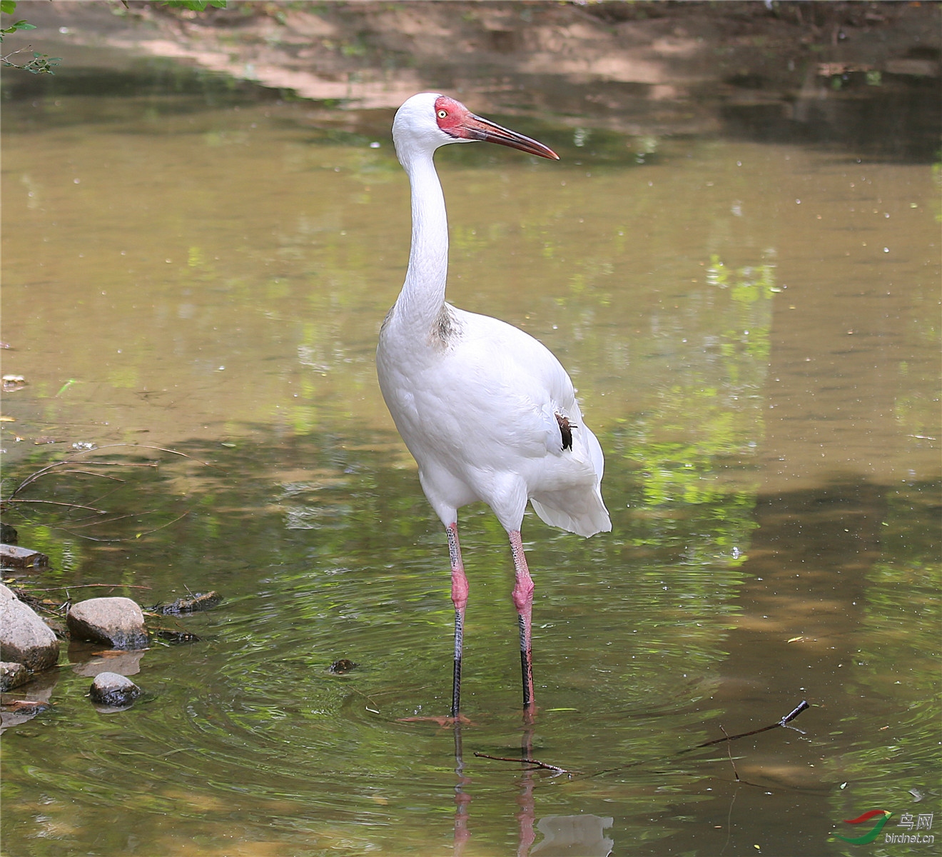 白胸苦恶鸟.白鹳.白鹭