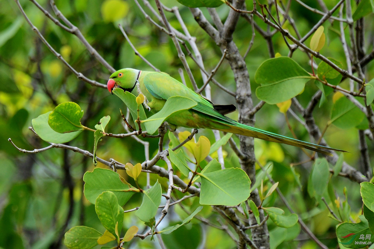 绿鹦鹉