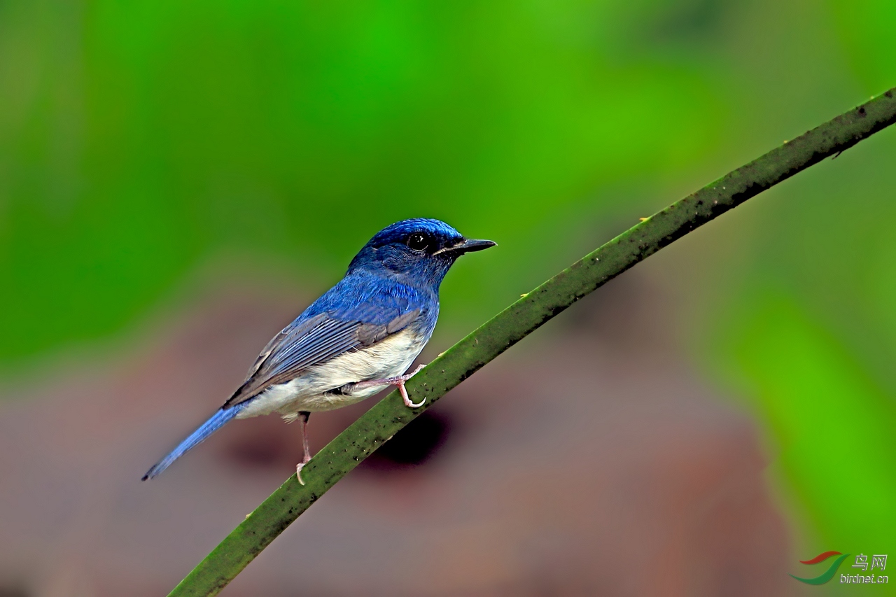 海南蓝仙鹟雌雄两鸟