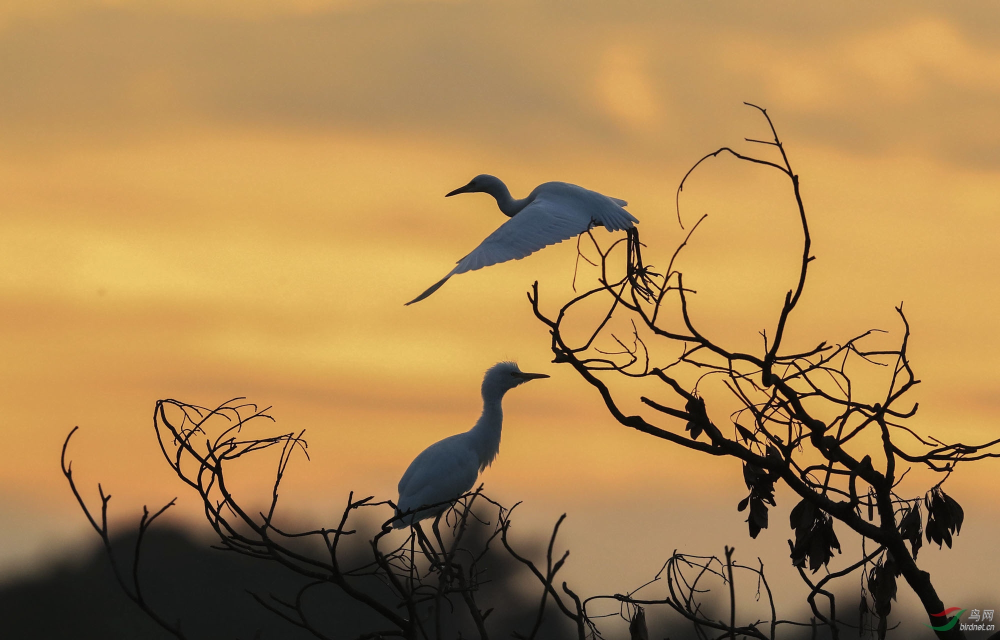落霞鹭飞(白鹭),摄影丁华 (4).jpg
