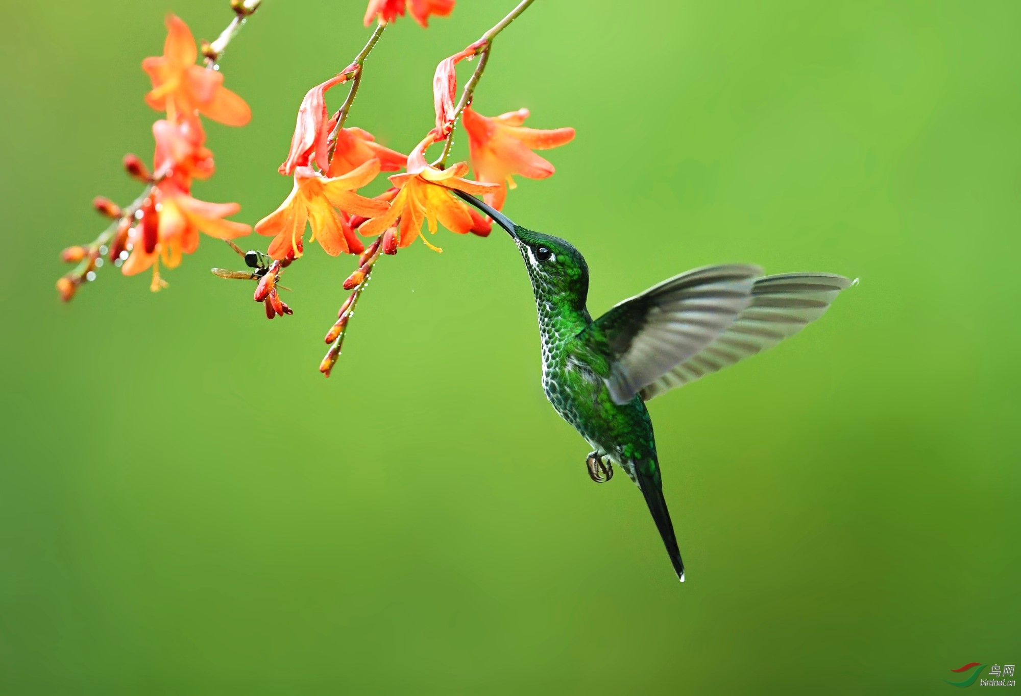 大蜂鸟绿蜂鸟祝贺荣获首页精华